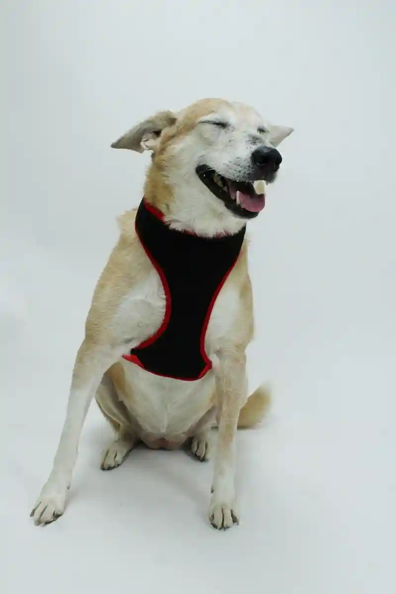 Air-Mesh Padded Black Vest Harness For Dogs - Small